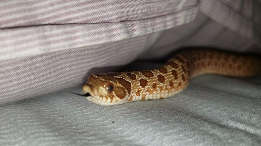 梦见床上有蛇