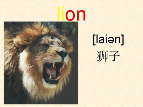 狮子用英语怎么读的相关图片