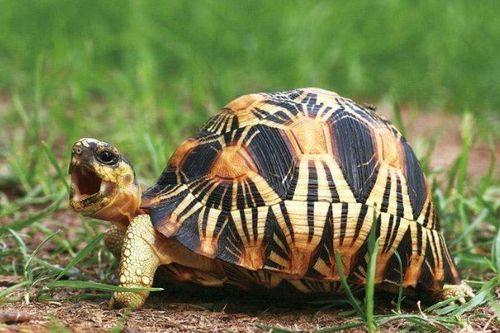 中国最贵乌龟十大排名
