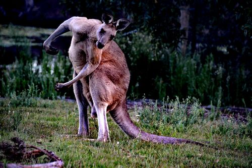 澳大利亚的动物