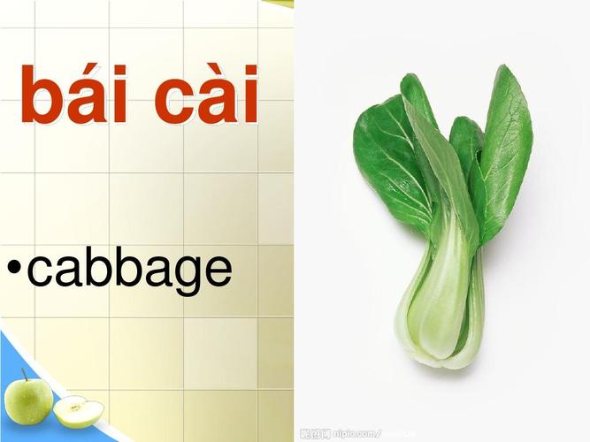 白菜的英语怎么读vegetable