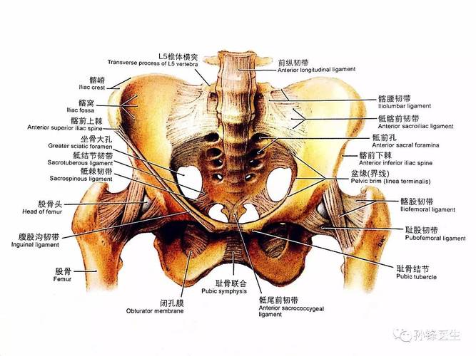 骨盆解剖图