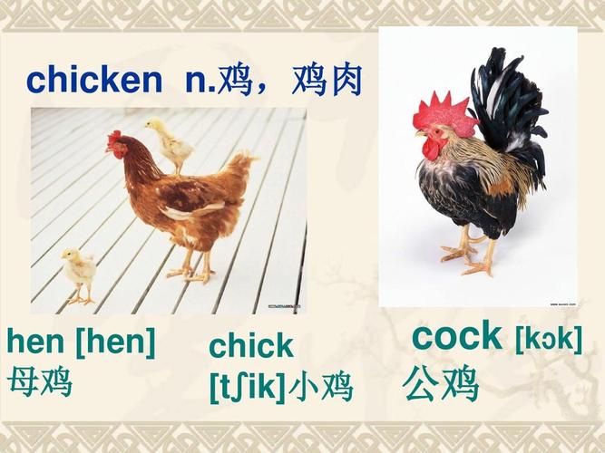 鸡英语怎么读chicken